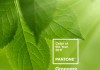 pantone