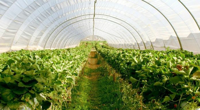 เกาหลีใต้ลงทุน 10,000 ล้านดอลล่าร์สร้างเมืองการเกษตรเป็นมิตรต่อสิ่งแวดล้อมในประเทศอียิปต์