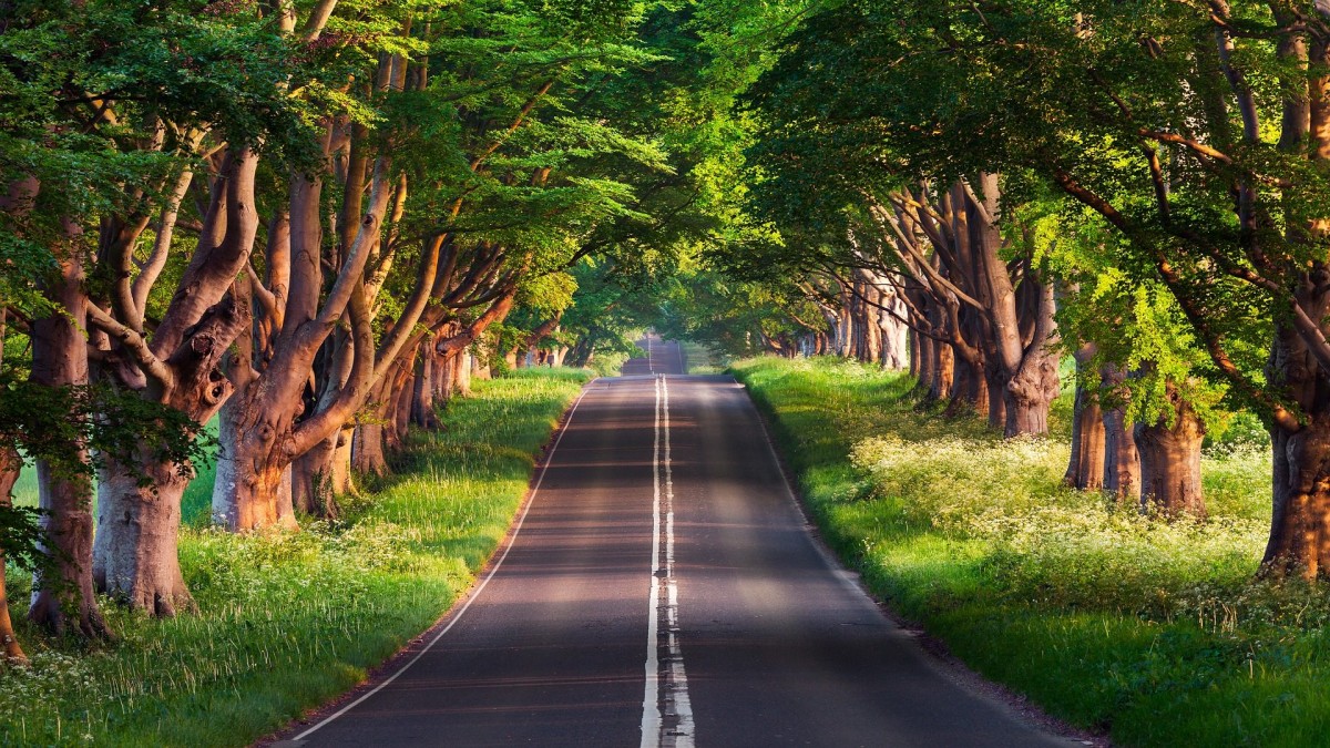 carretera-camino-arboles-bosque-vegetacion-Fondos-de-Pantalla-HD-professor-falken.com_