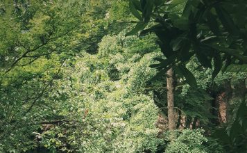 STUDYPODS มินิโฮมออฟฟิศในสวนหลังบ้าน ประสบการณ์ใหม่เมื่อต้อง Work From Home อีกหน