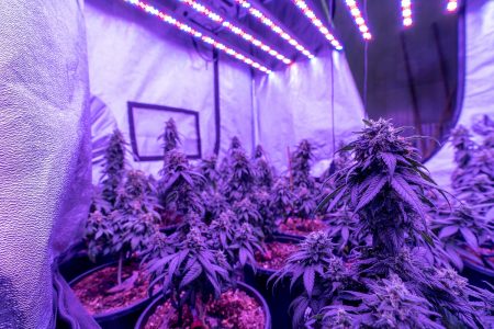 crystalweed-cannabis-SF5WEdh22Rs-unsplash