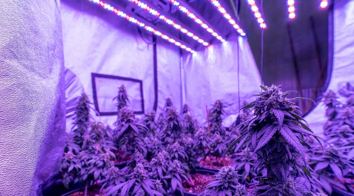 ไฟแบบไหนเหมาะกับการปลูกกัญชาในที่ร่ม