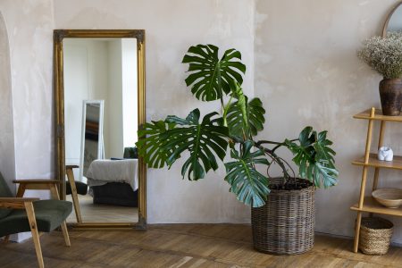 room-decor-with-mostera-plant-wooden-shelf